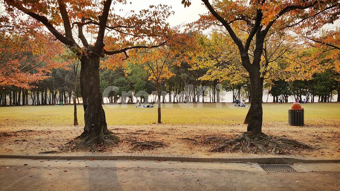 가을,단풍,나무,휴식,소풍,공원,가을,계절,fall,autumn,season,자연,풍경,nature,landscape