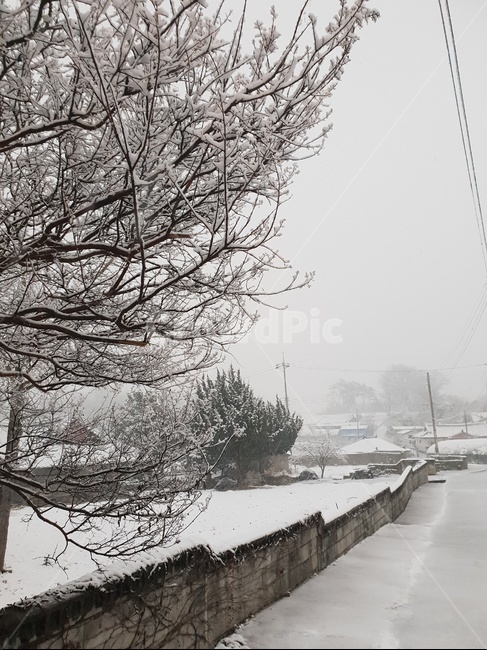 눈,눈꽃,겨울,시골,시골길,얼음,snow,Ice,countryside,Winter,겨울,계절,winter,season