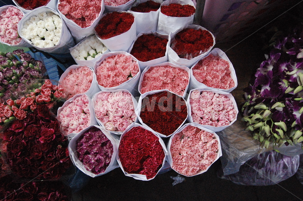 장미,spice,꽃시장,마켓,꽃,꽃,flower