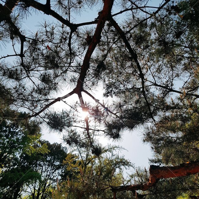 소나무,하늘,햇빛,나무,풍경,식물,자연,plants,nature,나무,trees,wood
