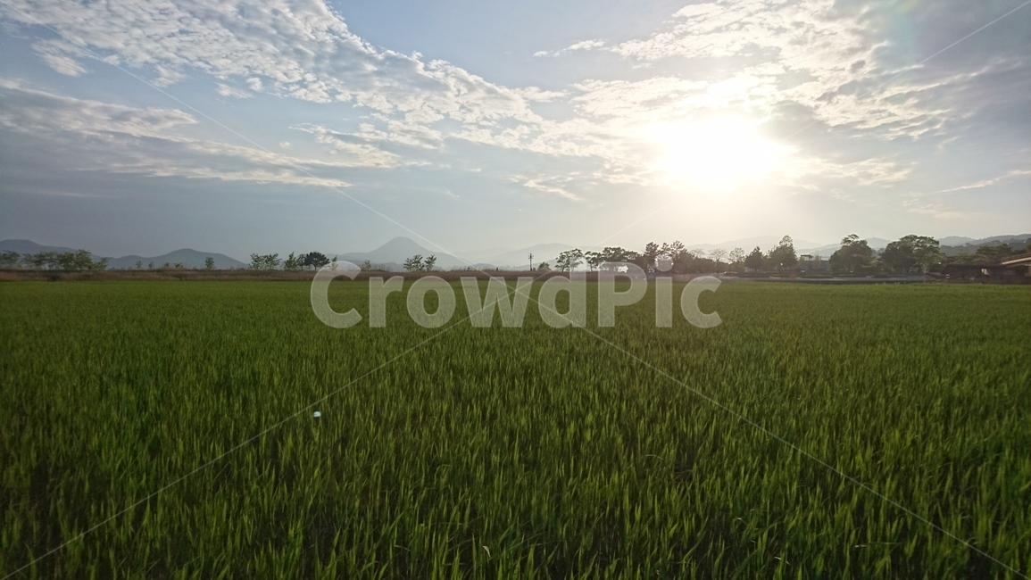 들,목초지,패디필드,field,grassland,outdoors,nature,paddyfield,countryside,노을,해넘이,들판,초원,season,경치,절경,초록색,생화,바탕화면,배경화면,풍경,백그라운드