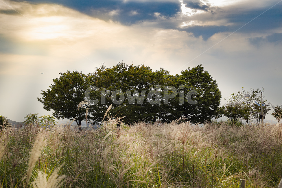 outdoors,옥외,field,들,grassland,식물,plant,자연,nature,목초지,grass,잔디,sunset,노을,나무,tree,풍경