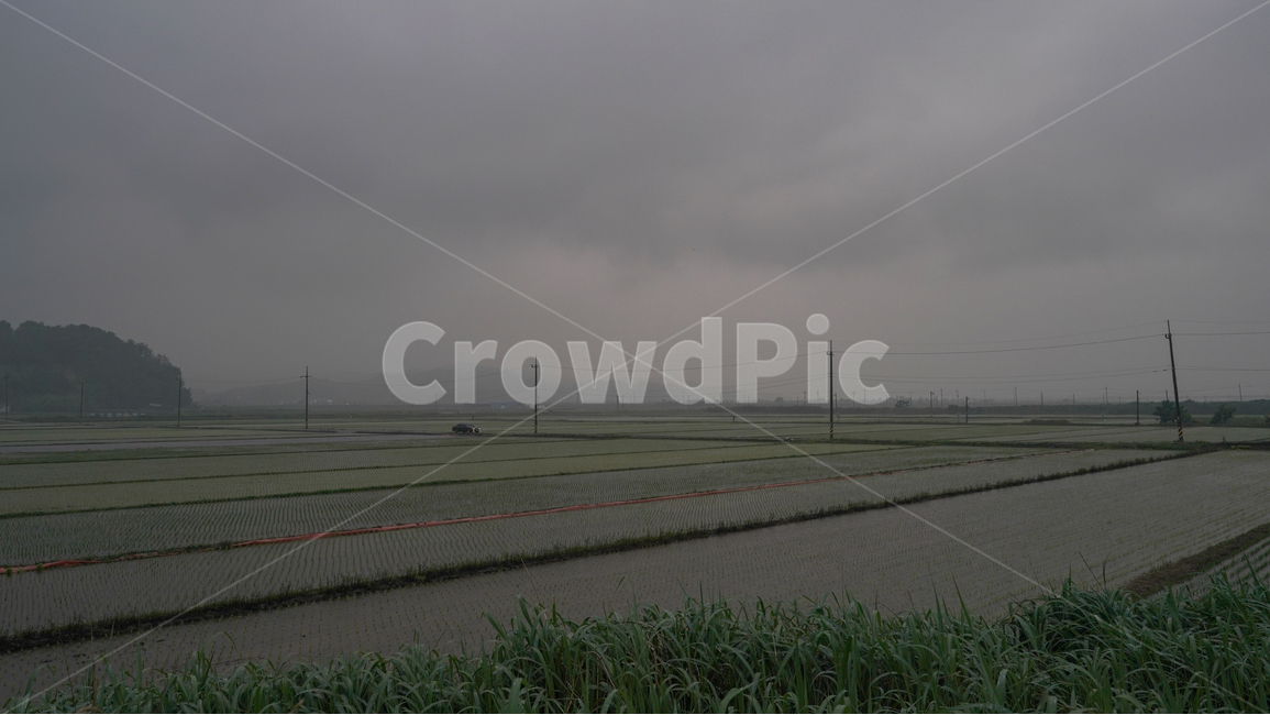 와온,흐린날,비,논,분위기,음산한,폭우,풍경,산업,industry,industrial,농업,농사,agriculture,farming,farming industry