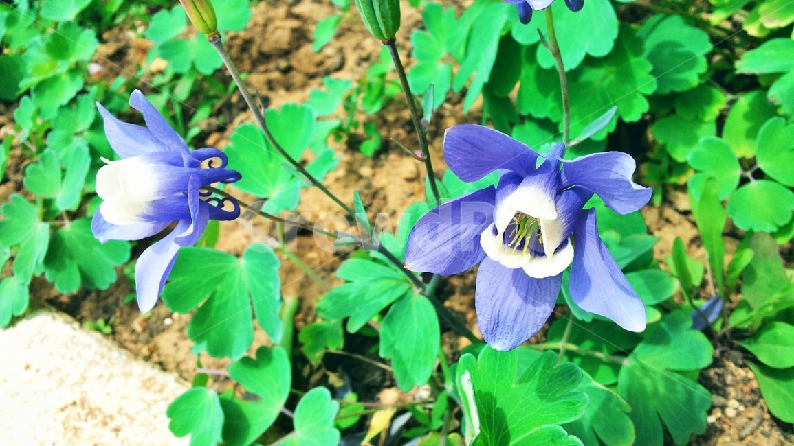 매발톱,매발톱꽃,꽃,들꽃,야생화,파랑,파란꽃,보라,보라색꽃,blue,식물,plant,flower,blossom,식물,자연,plants,nature,꽃,flower