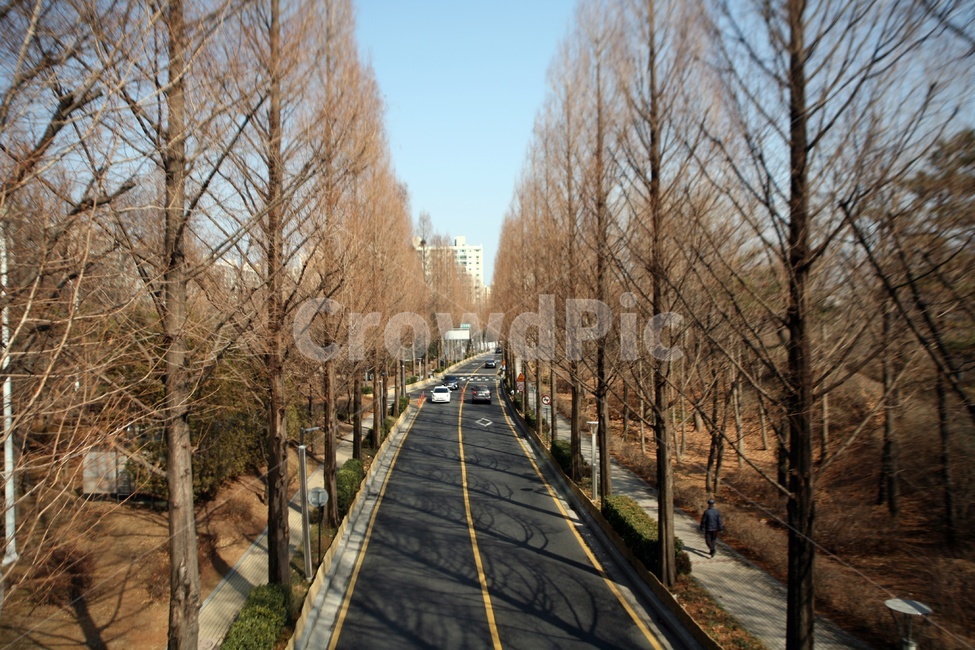 양재천,도로,겨울,풍경,길,road,아스팔트,식물,자연,plants,nature,나무,trees,wood