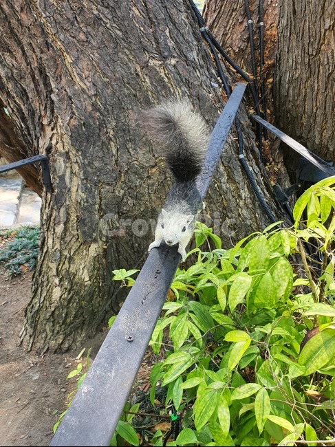 청설모,다람쥐,동물,animal,squirrel