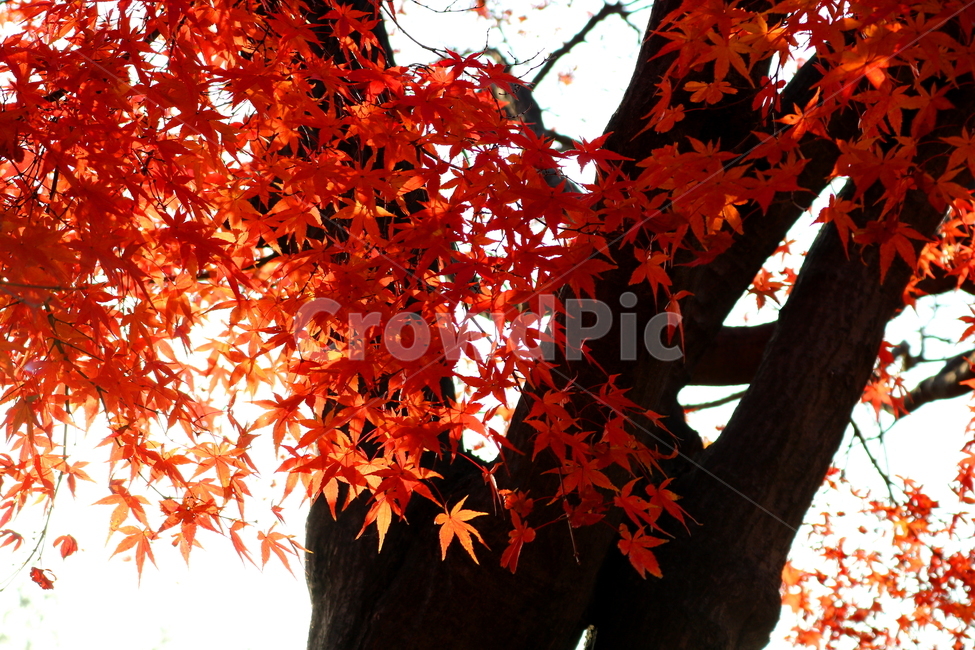 단풍,단풍나무,나무,가을,자연,가을,계절,fall,autumn,season,식물,자연,plants,nature,나무,trees,wood,plant,leaf,잎,tree,maple