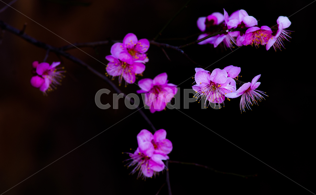flower,식물,꽃,geranium,blossom,plant,매화