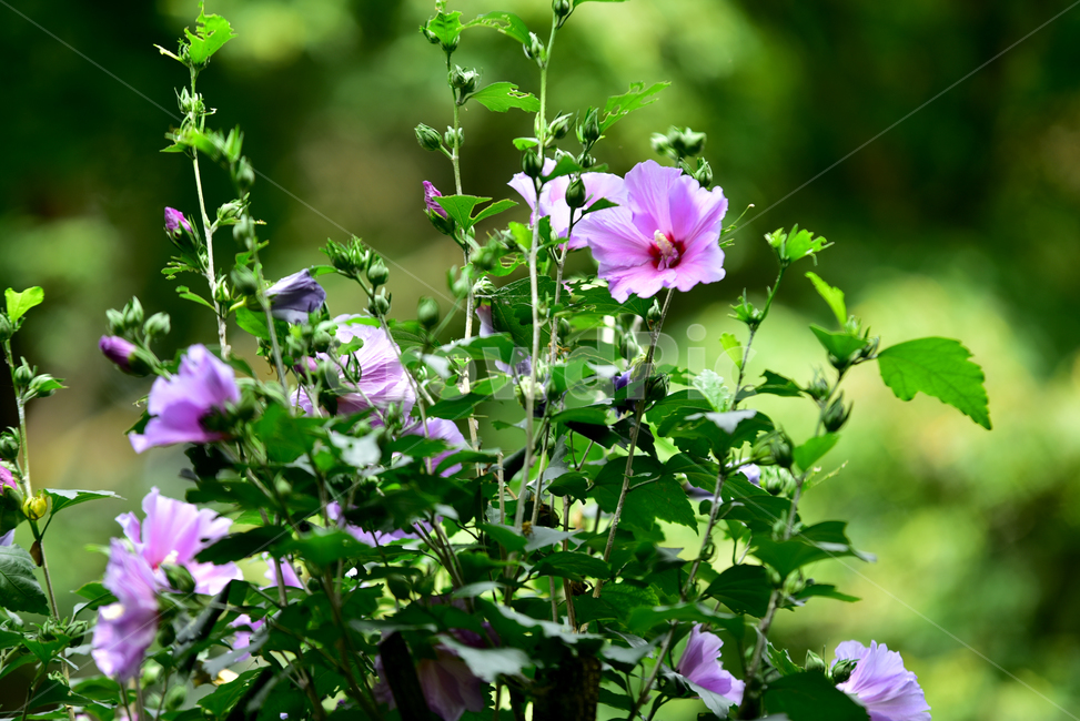 무궁화,국화,한국국화,나라꽃,꽃,우리나라꽃,무궁화나무,flower,roseofsharon