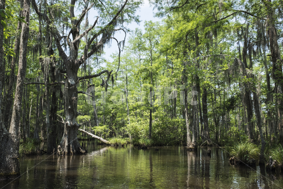 nature,자연,land,나라,outdoors,water,물,swamp,늪,습지,미국,풍경,반사,나무,녹색,landscape,usa,green,trees