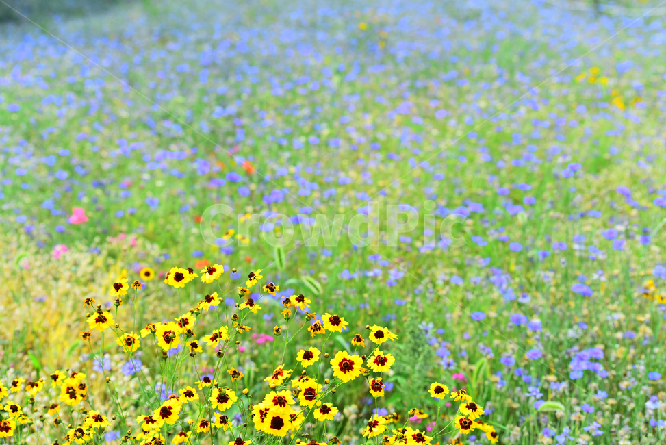 꽃밭,꽃길,전원풍경,시즌,계절,season,flowers,수레국화,금계국,배경,바탕,백그라운드,flowergarden,가느,정원,6월,목가적,풍경,landscape,들꽃,꽃누리,background,힐링,healing