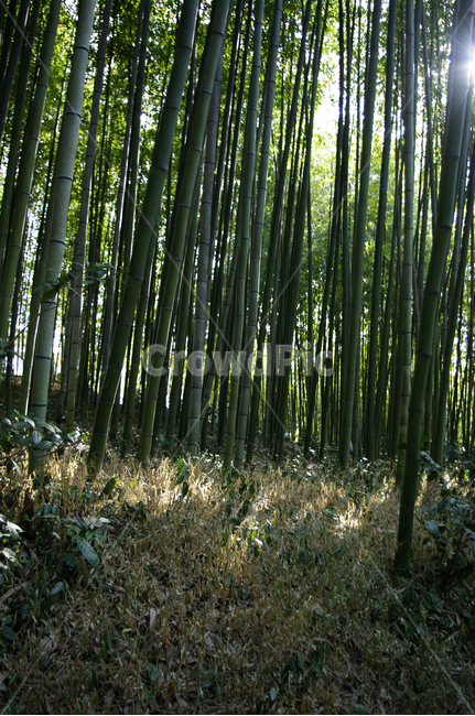 대나무,숲,나무,자연,식물,자연,풍경,nature,landscape,plant