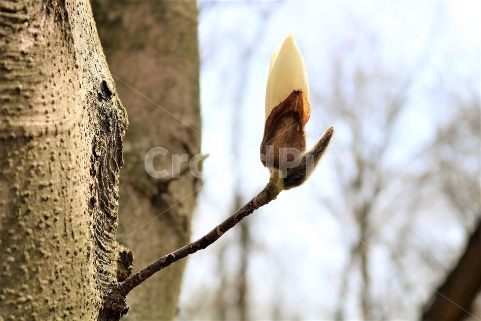꽃,flower,새싹,새순,목련,식물,자연,plants,nature,꽃,flower