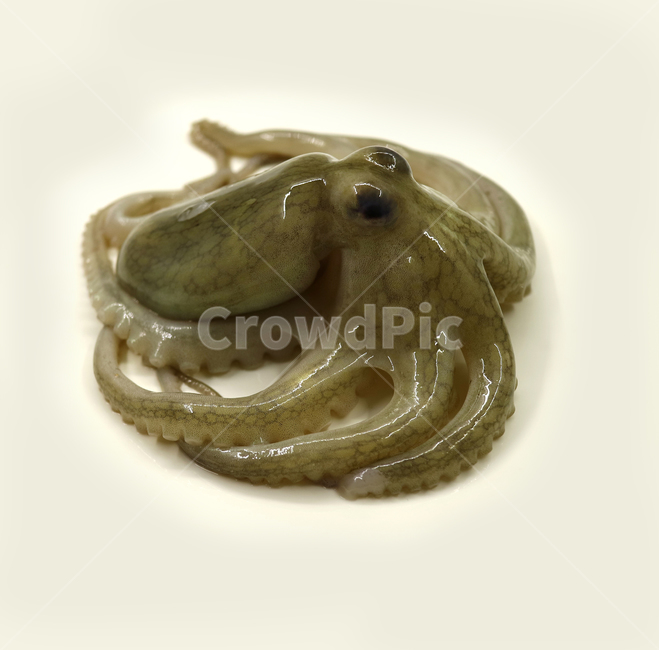 주꾸미,쭈꾸미,문어,낙지,해산물,음식,해물,식재료,요리재료,음식재료,식품,요리,싱싱한,신선한,어류,연체동물,오브젝트,누끼,동물,animal,수산물,해산물,fishery products,seafood