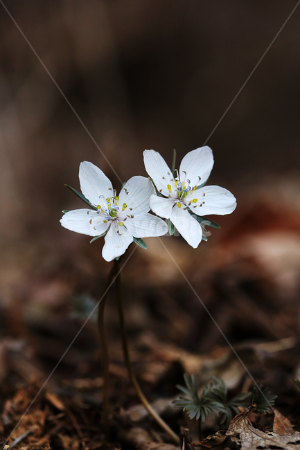 봄,꽃,야생화,변산바람꽃,바람꽃,산,spring,flower,wildflower,windflower,봄,계절,spring,season,식물,자연,plants,nature,꽃,flower,plant