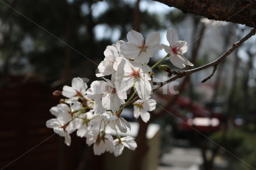 plant,식물,flower,꽃,꽃잎,벚꽃