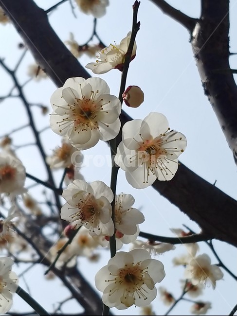 매화,꽃,봄꽃,이른봄,흰색꽃,매화나무,봄,향기,겨울꽃,plant,식물,flower,blossom,감성,식물,자연,plants,nature,꽃,flower
