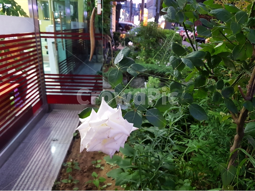 꽃,장미,초록,초여름,담장,장미꽃하얀꽃,rose,흰색,풀,식물,아웃포커스,자연,plants,nature,flower,감정,sensible,feeling,emotion,색깔,색상,색채,색감,sense,color,sensitivity,feelingofcolor,white,식물,자연,plants,nature,꽃,flower