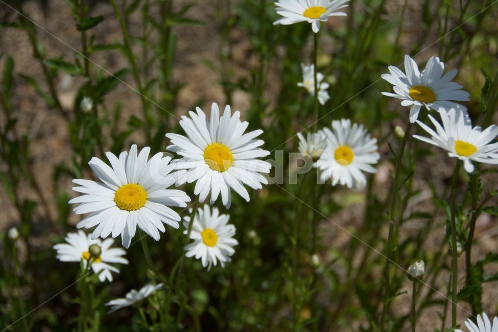 꽃,하얀꽃,작은꽃,야생화,키작은꽃,flower,whiteflower,wildflower