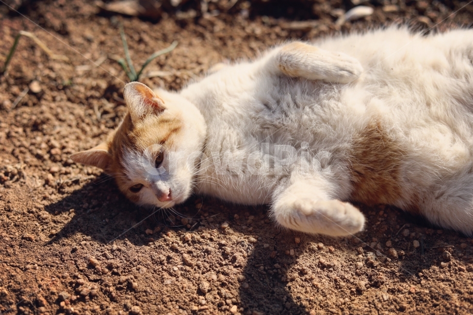 동물,고양이,야옹이,캐논사진,빛모아농원,궁댕이아기,노랑이,동물,animal,포유류,mammal,고양이,cat,kitten,kitty