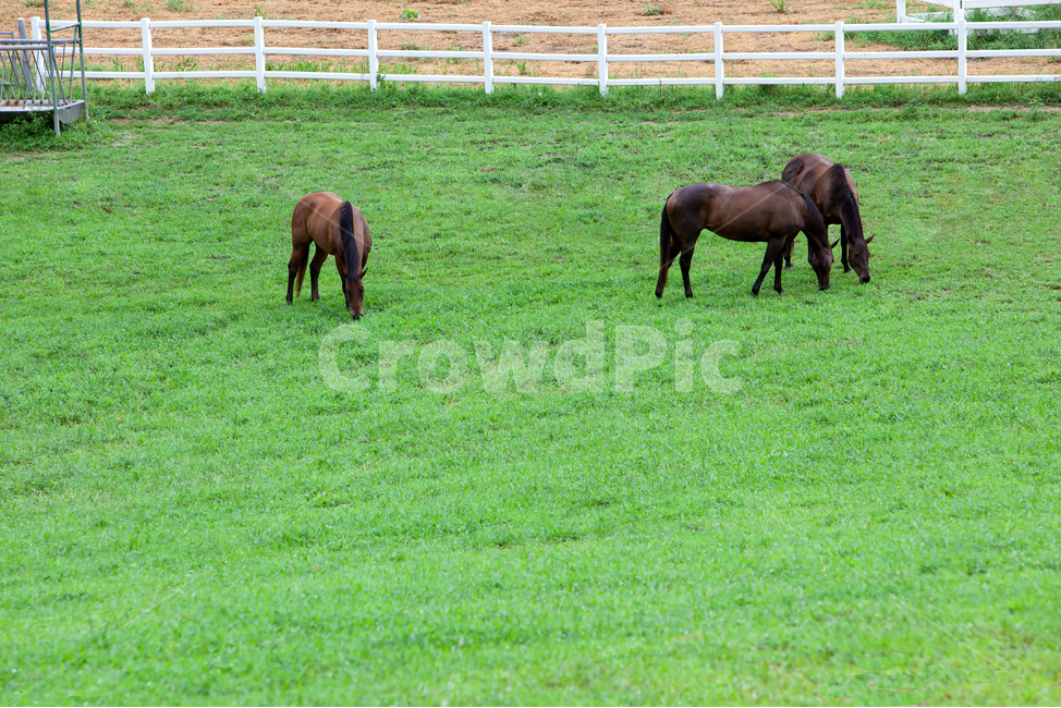 nature,자연,outdoors,옥외,field,grassland,목초지,horse,mammal,포유류,animal,farm,countryside,풍경,배경,백그라운드,목장,울타리,목책,원당종마목장,종마목장,말,동물,경주마,풀,풀밭,초원,식물,농장,잔디밭,그린,녹색,팜,동물,animal,포유류,mammal,목축업,목장,livestock farming,ranching,pasture