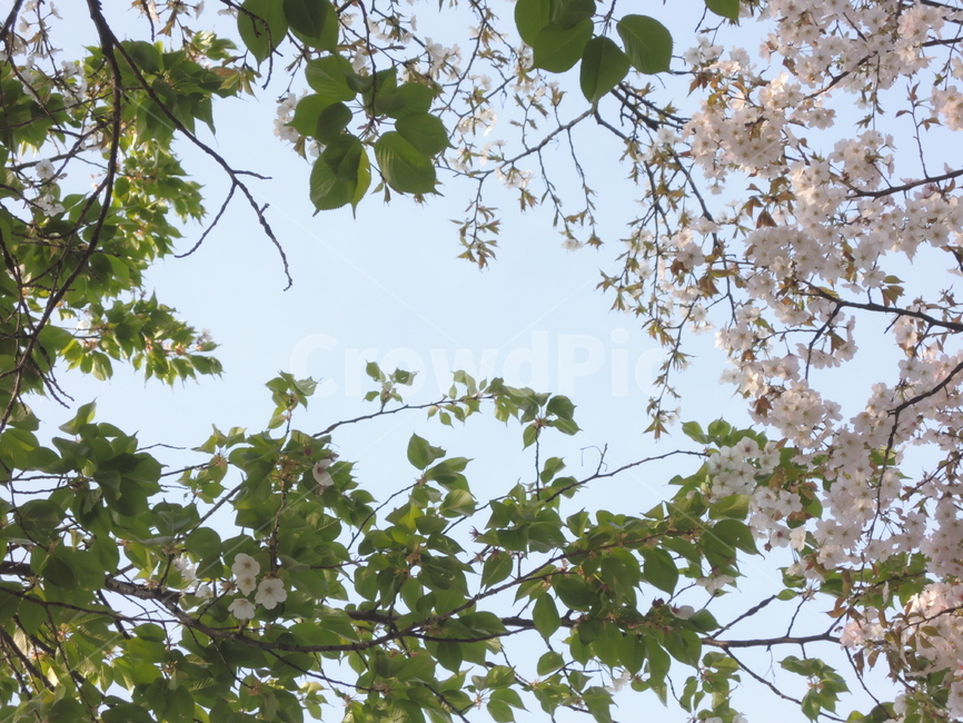 봄,벚꽃,계절,꽃잎,자연,나뭇가지,하늘,spring,cherryblossom,season,tree,branch,bloom,natural,outdoor,petal,sakura,봄,계절,spring,season,식물,자연,plants,nature,꽃,flower,plant,나무