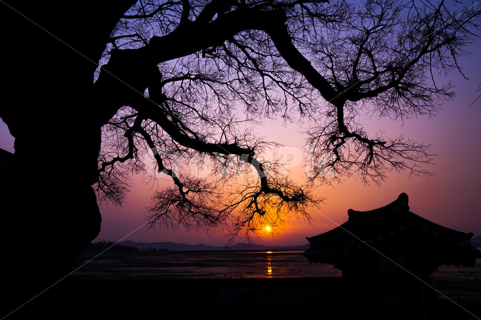 일출,새벽,해돋이,나무,한옥,자연,풍경,자연,풍경,nature,landscape,한국전통,한국문화,korean traditional,korean culture,건축물,건물외관,exterior,building,structure,architecture,construction,dusk,황혼,red sky,붉은 하늘,outdoors,옥외,sky,하늘,dawn,sunset,일몰,silhouette,실루엣
