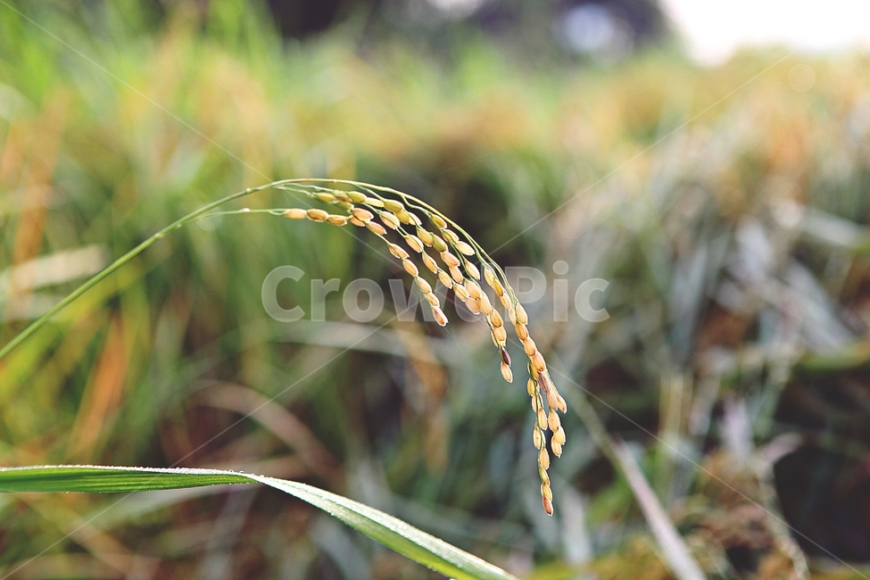 벼,이삭,벼이삭,쌀,곡식,식물,곡류,먹거리,가을,추수,산업,industry,industrial,농업,농사,agriculture,farming,farming industry