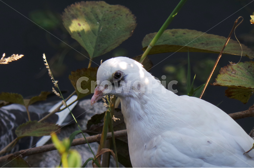 비둘기,흰비둘기,새,조류,눈망울,동물,animal,조류,새,birds