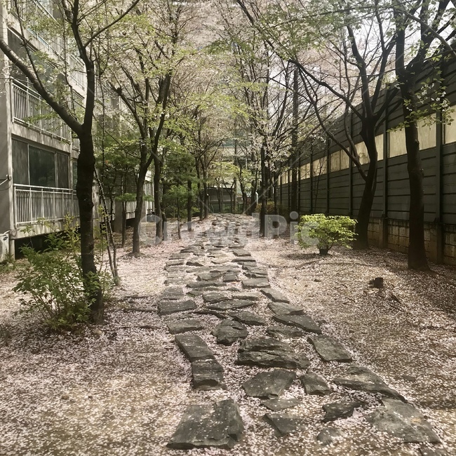 walkway,흙길,꽃길,벚꽃길,자갈,나무,plant,식물