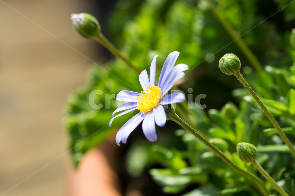 꽃,작은꽃,봄,화분,접사사진,식물,자연,plants,nature,꽃,flower