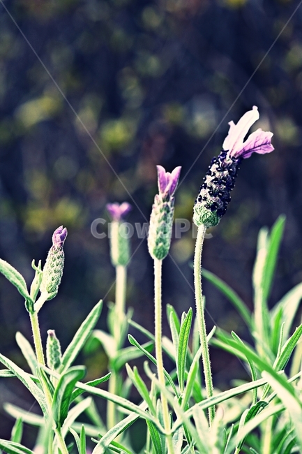 꽃,식물,공원,자연,배경,식물,자연,plants,nature,꽃,flower