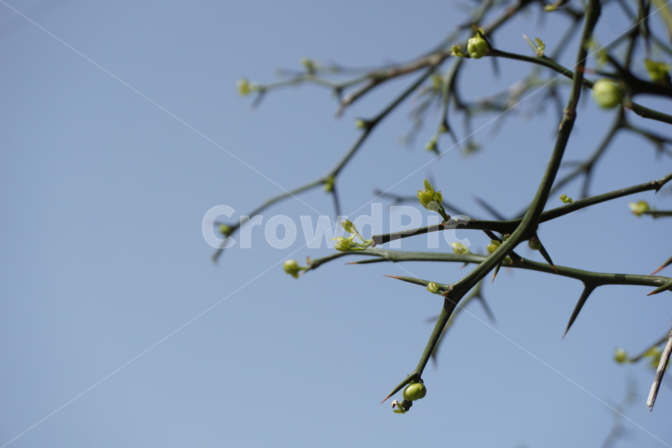 봄,4월,하늘,파란하늘,탱자나무,탱자나무가시,새순,녹색,연두색,봄,계절,spring,season,식물,자연,plants,nature