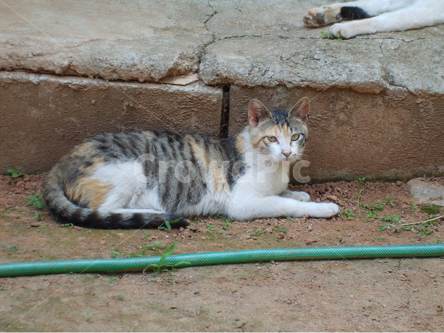 동물,포유류,고양이,반려동물,마당,동물,animal,포유류,mammal,고양이,cat,kitten,kitty