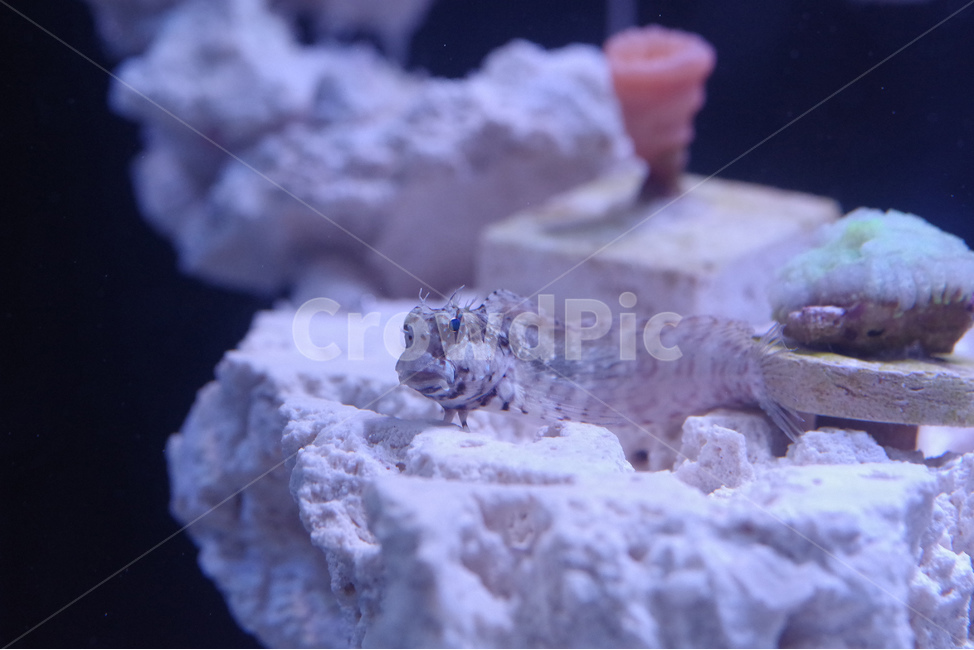 해수어,바다,산호,어항,아쿠아리움,락블레니,reef,fish,동물,animal,어류,물고기,fish