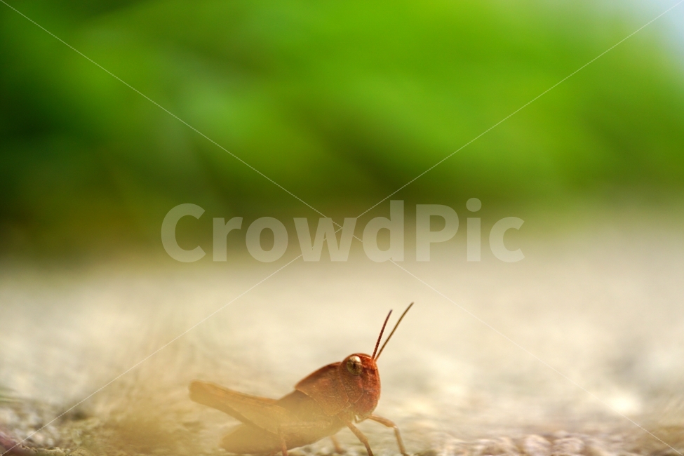 곤충,풀무치,메뚜기,동물,자연,insect,벌레,nature,animal,여름,summer,계절,season,동물,animal,곤충,벌레,insect,bug