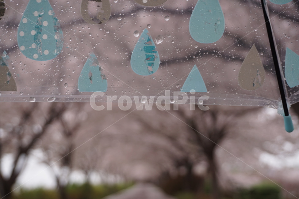 비,감성,우산,벚꽃,봄,비,비오는날,rain,rainy