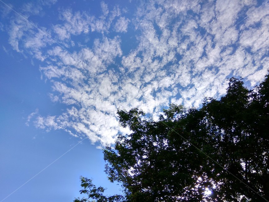 구름,하늘,흩어진구름,하늘나무,풍경,맑은하늘,자연,outdoors,옥외,nature,자연,풍경,nature,landscape