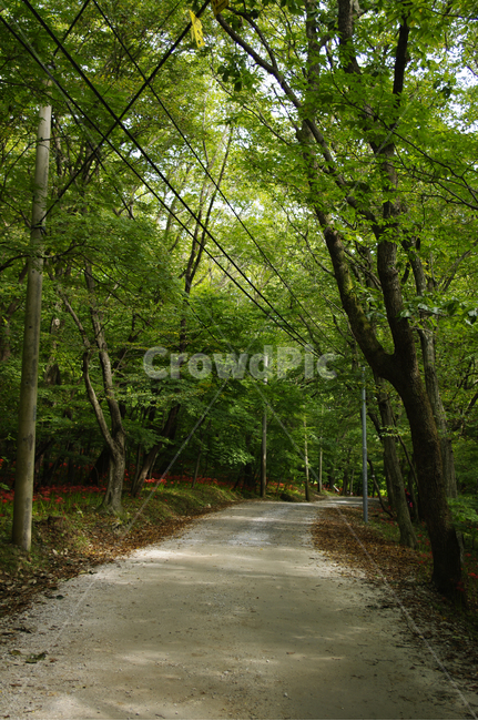 길,나무,숲,초록,풍경,자연,풍경,nature,landscape,tree,plant,식물,tree trunk,나무 줄기,road,도로