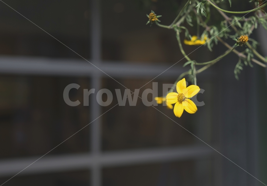 꽃,자연,식물,감성사진,여름,노란꽃,심플,yellow,flower,plant,nature,summer,simple,식물,자연,plants,nature,꽃,flower