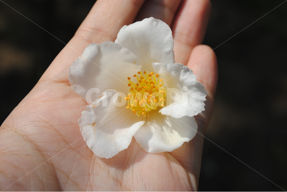 노각나무,꽃,노각나무꽃,자연,하얀꽃,봄,식물,자연,plants,nature,꽃,flower