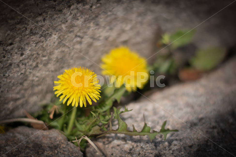 꽃,봄,야생화,노랑,식물,flower
