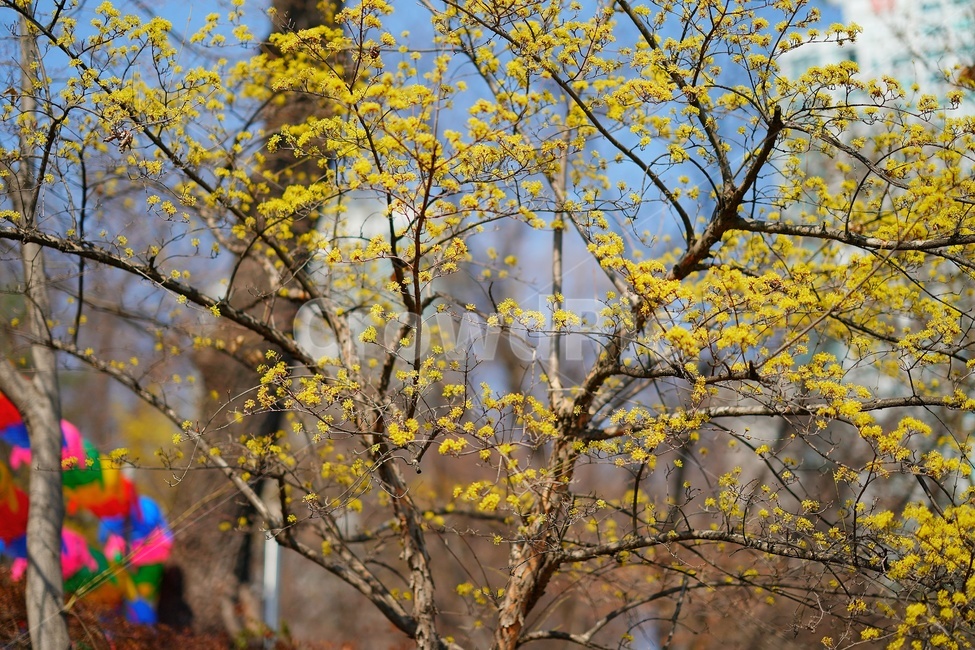 풍경,landscape,scenery,scene,view,경관,경치,산수유,corni,tree,plant,treetrunk,flower,나무,식물,나무줄기,꽃