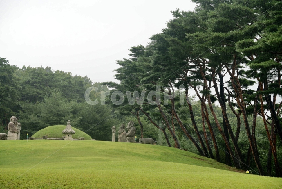 서울,왕릉,자연,소나무,풍경