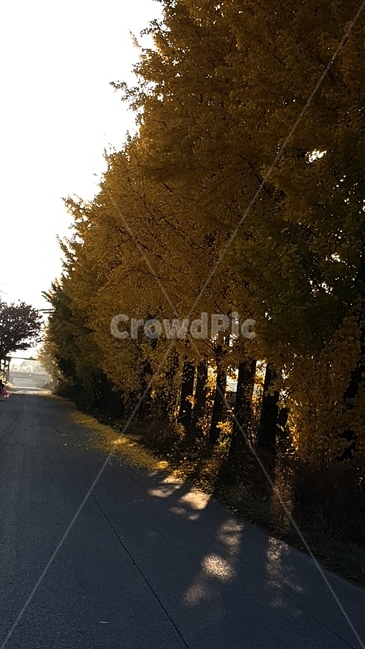 road,길,아침햇살,빛,출근길,텅빈