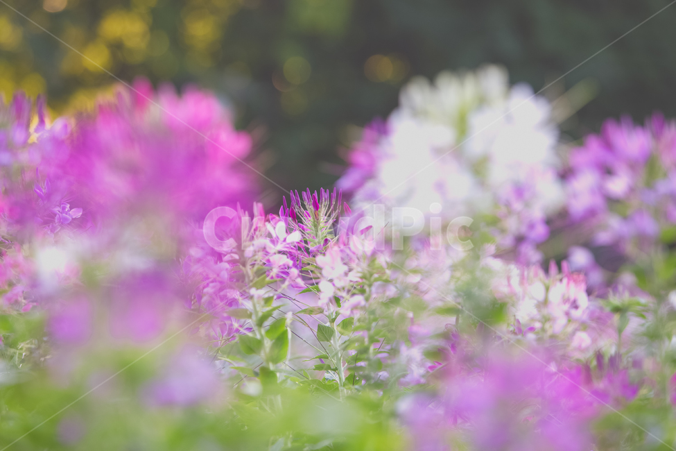 배경흐림,보케,식물,배경,화단,풍접초,한해살이풀,홍자색,꽃동산,공원,park,흰색,꽃잎,꽃대,꽃받침,수술,화원,들꽃,야생화,들풀,꽃,화훼,원예,암술,꽃밭,스파이더플라워,plant,flower,blossom,식물,자연,plants,nature,꽃,flower