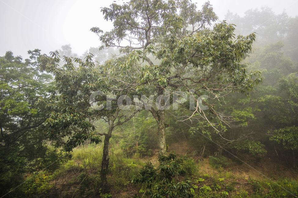 안개,숲,나무,산나무,fog,forest,자연,풍경,nature,landscape,tree,plant,식물,tree trunk,나무 줄기