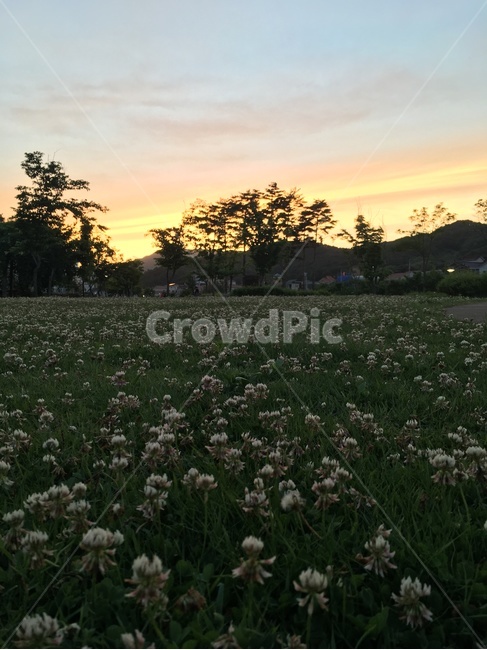 노을,선셋,토끼풀,클로버,봄,자연,풍경,nature,landscape,field,들,plant,식물,grass,잔디,outdoors,옥외,grassland,목초지