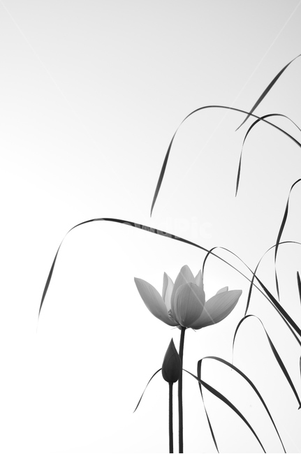연,연꽃,백련,식물,꽃,식물,자연,plants,nature,꽃,flower,흑백,모노톤,monochrome,black and white