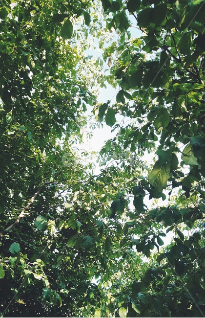 tree,sunshine,green,sky,햇살,나무,그늘,감성,색감